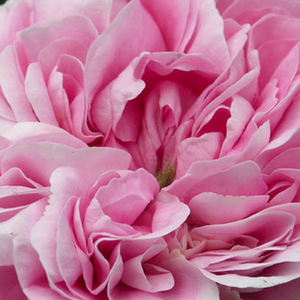 Róże ogrodowe - róża alba (biała) - różowy  - Rosa  New Maiden Blush - róża z intensywnym zapachem - James Booth - Środek kwiata jest ciemniejszego koloru rążowego, a skraj ma odcień jaśniejszy.
